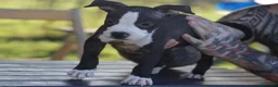 Pitbull cani in vendita: Cuccioli Pit Bull con pedigree anche a rate - Annuncio 12