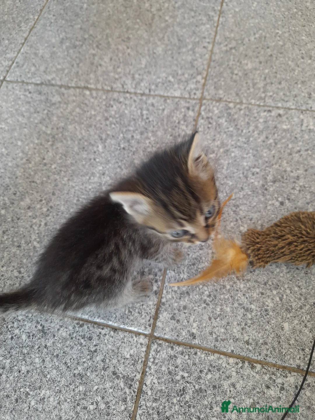 Meticcio gatti in regalo: Gattino trovatello a Provincia di Novara - Annuncio 3