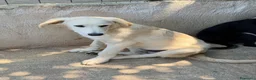 Meticcio cani in regalo: Dino cucciolo simil golden a Provincia di Treviso - Annuncio 4