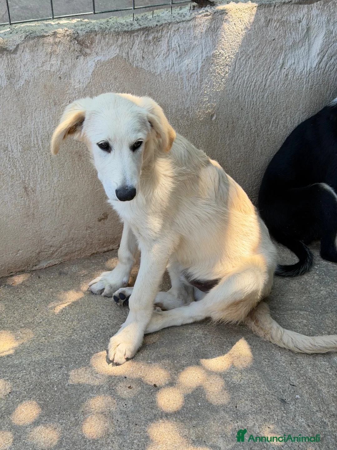 Meticcio cani in regalo: Dino cucciolo simil golden a Provincia di Treviso - Annuncio 4