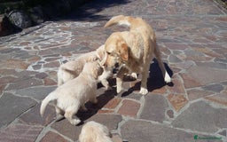Golden Retriever cani in vendita: Vendesi cuccioli di Golden Retriever  a Provincia di Varese - Immagine 3