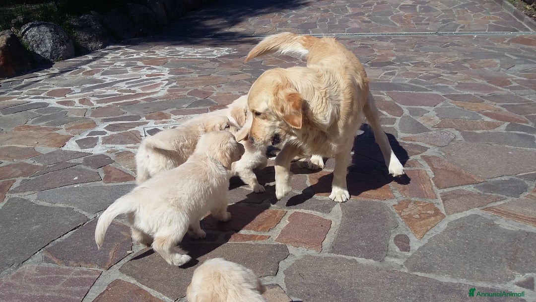 Golden Retriever cani in vendita: Vendesi cuccioli di Golden Retriever  a Provincia di Varese - Immagine 3