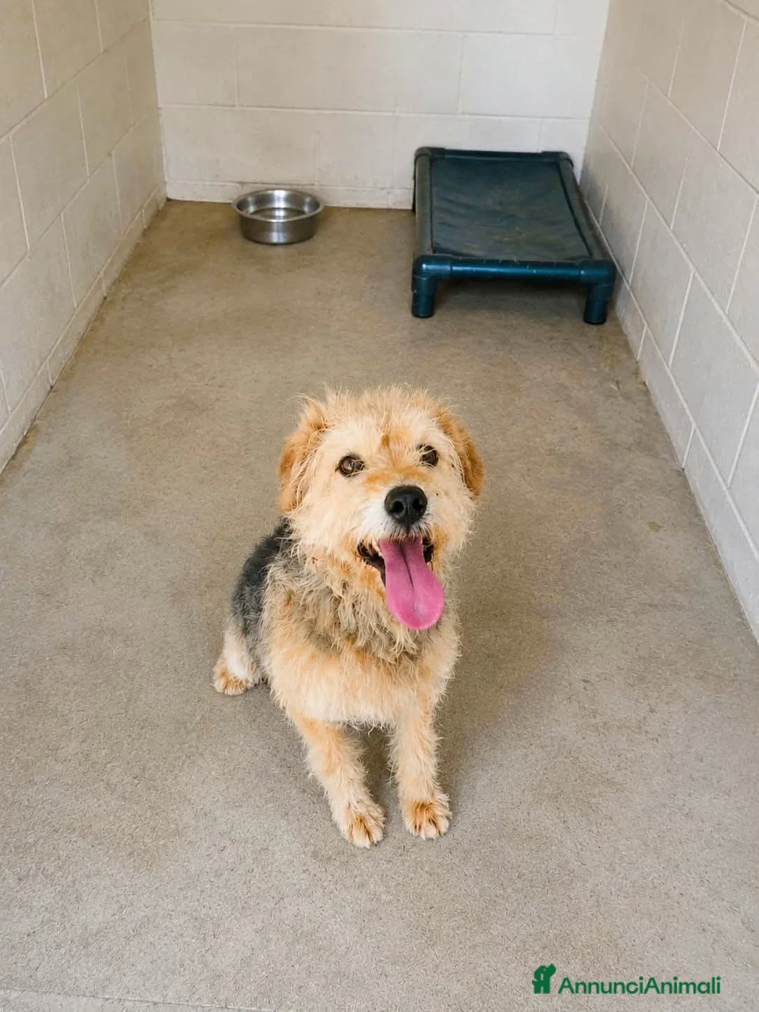 Meticcio cani in regalo: BRANDO, 7 ANNI, 15 KG. , IN CANILE DA 7 ANNI. a Città Metropolitana di Genova - Annuncio 1