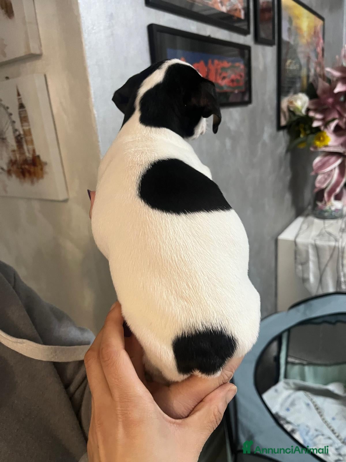 Jack Russell cani ultima cucciola - Annuncio 2