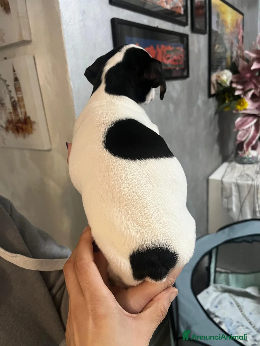 Jack Russell cani in vendita: ultima cucciola - Annuncio 2