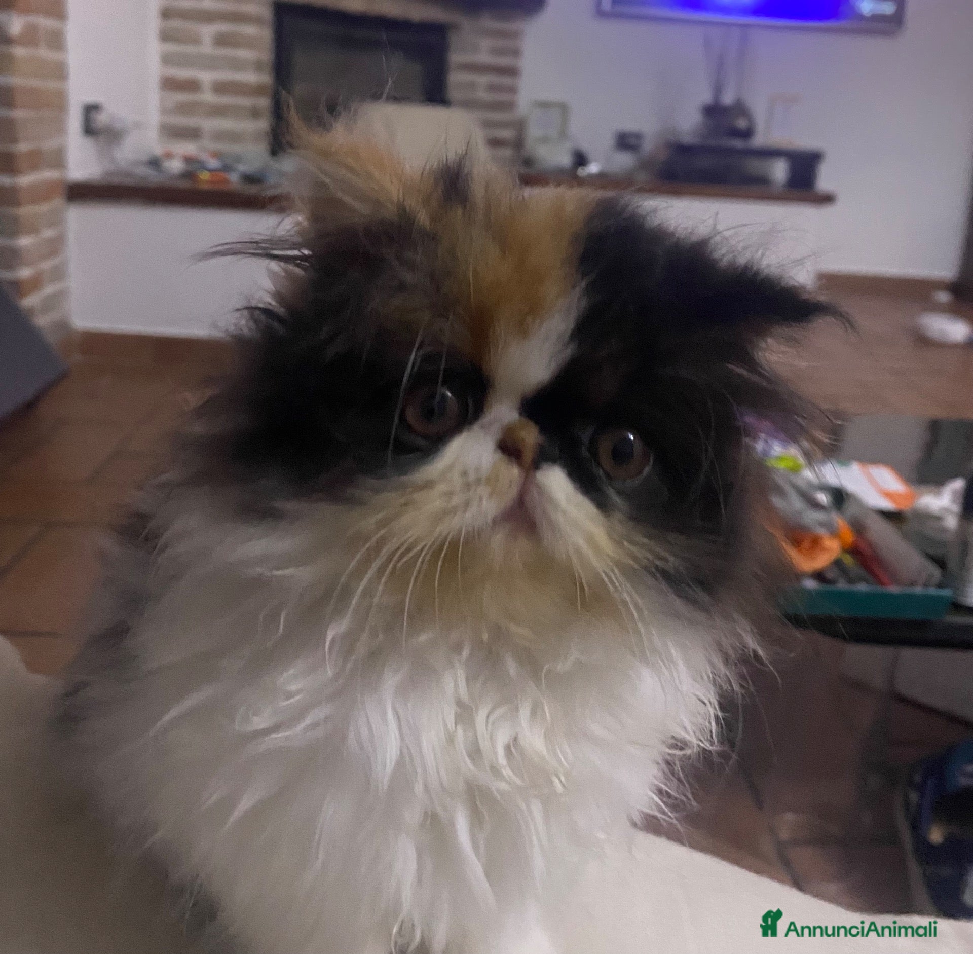 Persiano gatti Gattine Persiane ipertipiche - Annuncio 7