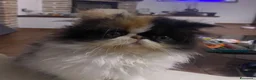 Persiano gatti in vendita: Gattine Persiane ipertipiche - Annuncio 1
