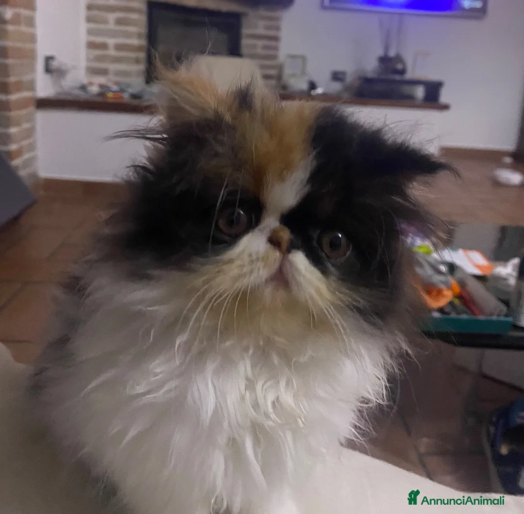 Persiano gatti in vendita: Gattine Persiane ipertipiche - Annuncio 1