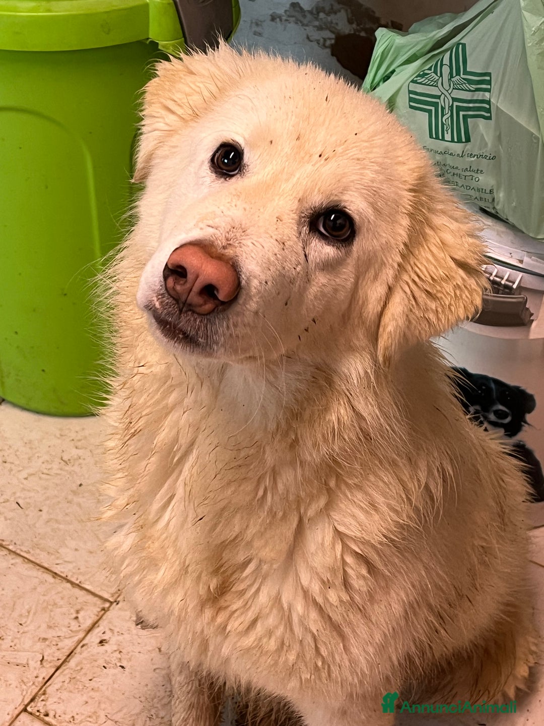 Pastore Maremmano cani in regalo: Cucciola sette mesi - Annuncio 5