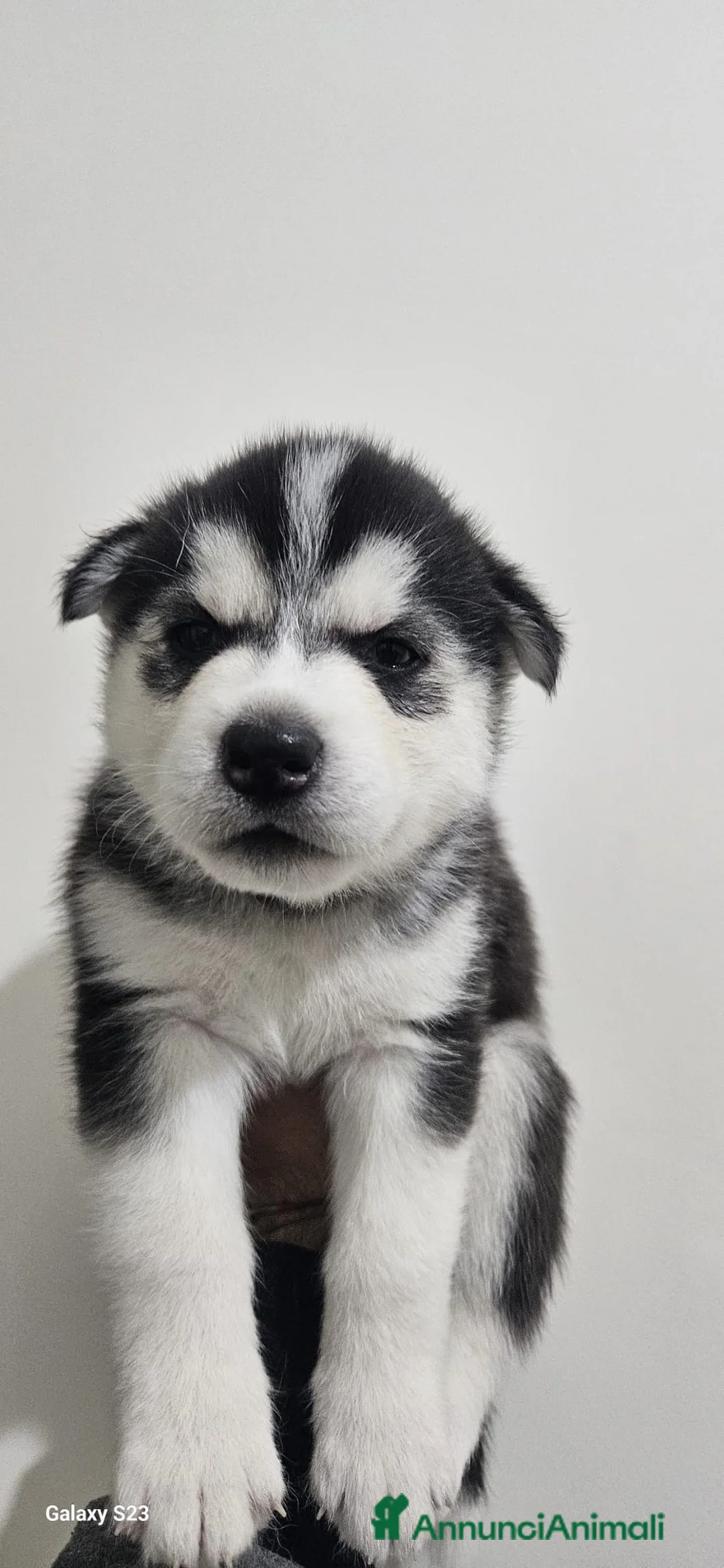 Husky cani in vendita: Cuccioli di siberian husky  - Annuncio 3