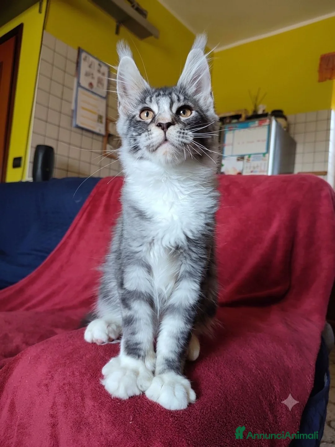 Maine Coon gatti in vendita: Splendido gattino Maine Coon, vivace e curioso - Annuncio 2