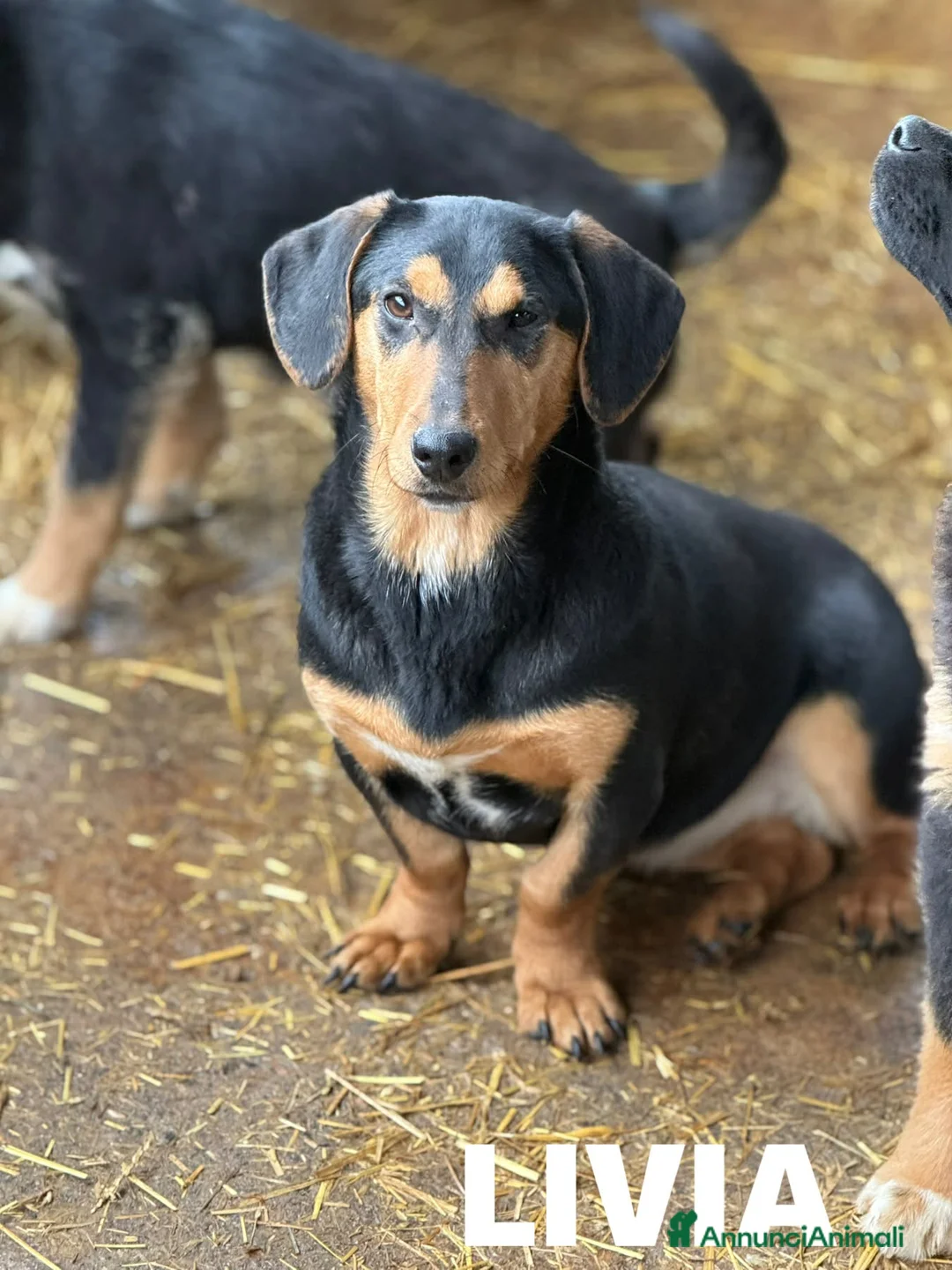 Meticcio cani in regalo: LIVIA, mix bassottina super coccolona! - Annuncio 7