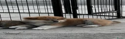 Akita Inu cani in vendita: Cucciolo Akita inu (Top Selection) a Città metropolitana di Roma Capitale - Annuncio 14