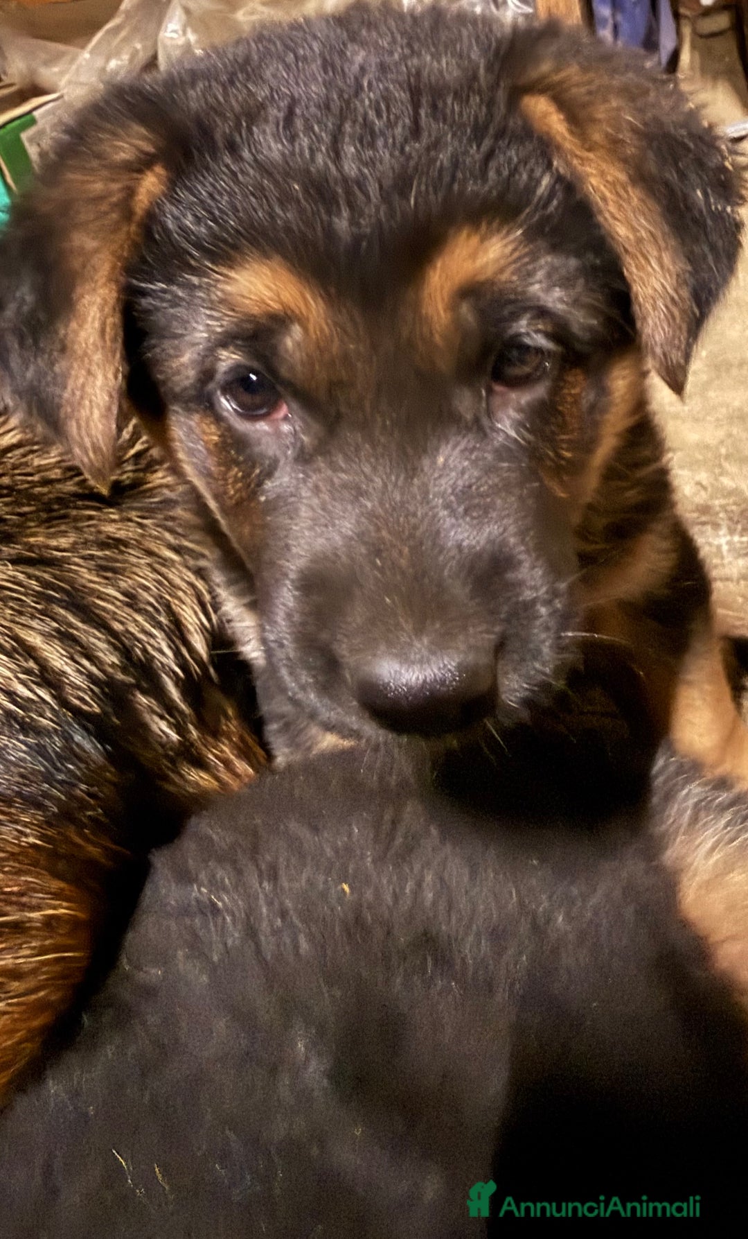 Pastore Tedesco cani in vendita: Cuccioli di Pastore Tedesco - Annuncio 3