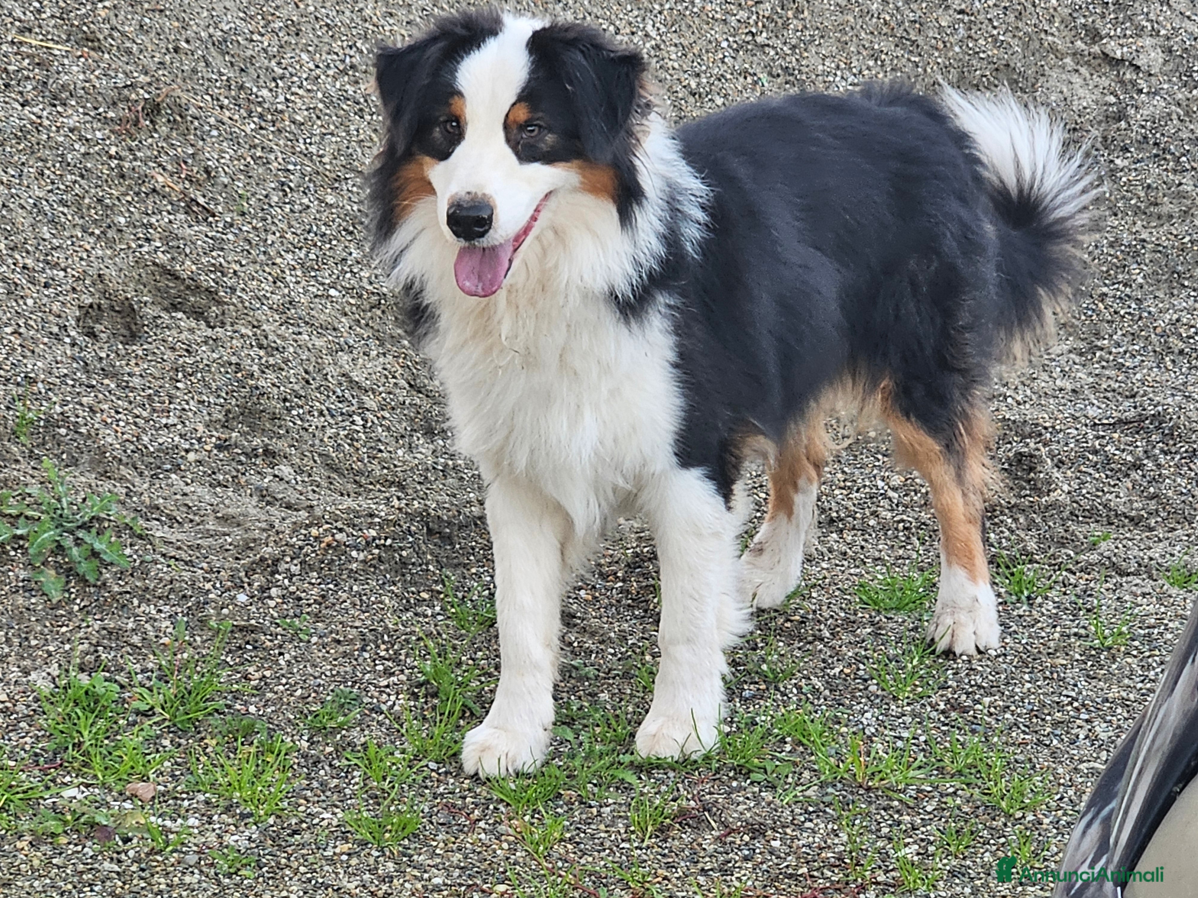 Australian Shepherd cani Aussie's Heart Imagine of Loe a Città Metropolitana di Torino - Annuncio 9