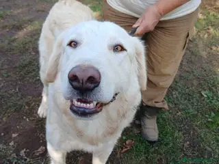 Meticcio cani OSVALDO INC MAREMMANO CERCA CASA, IN ADOZIONE - Annuncio 2