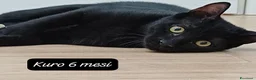 Altre razze gatti in regalo: Gattini desiderosi di trovare famiglia  a Provincia di Prato - Annuncio 9