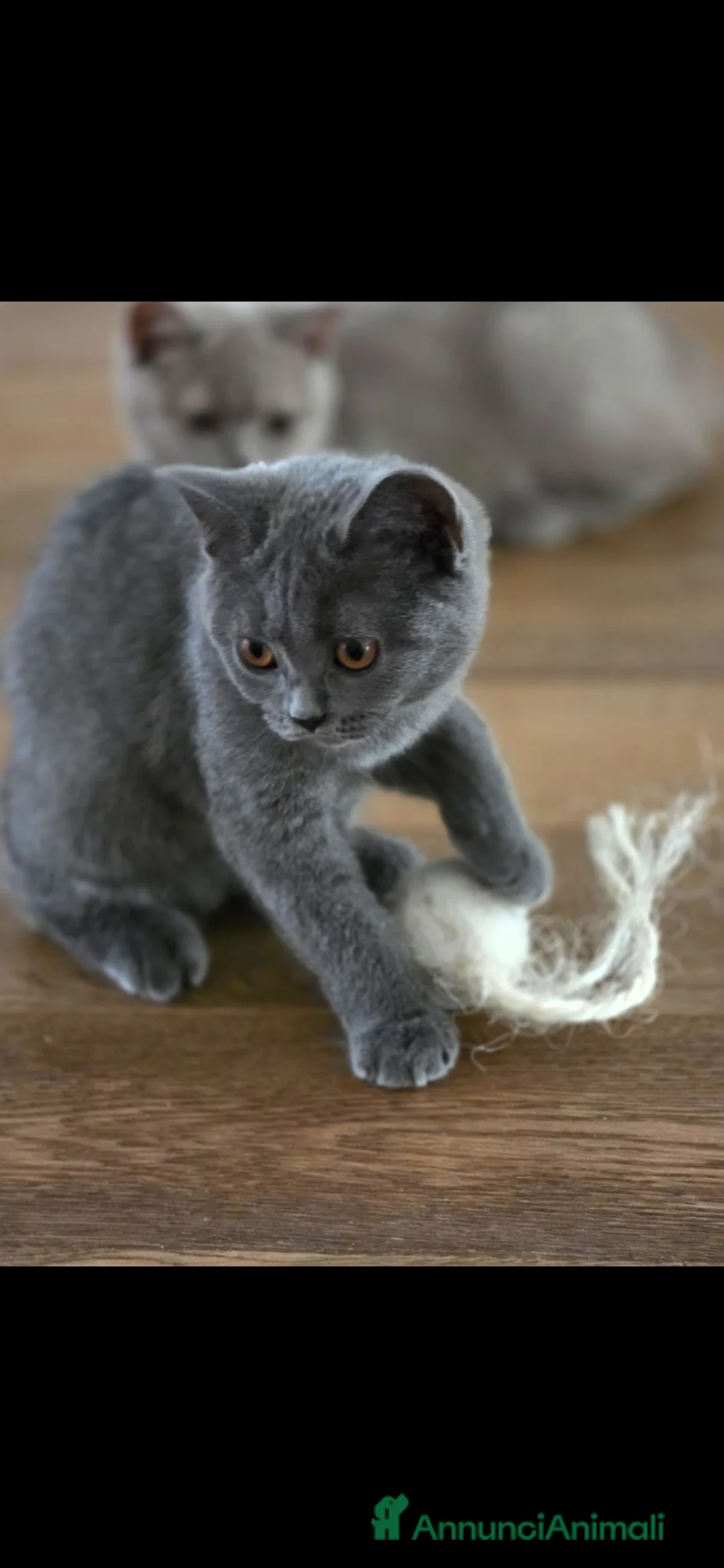 British gatti in vendita: Quattro piccoli British cercano casa 🐾 - Annuncio 5