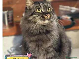 Meticcio gatti PINA gattina dolcissima e buonissima cerca casa - Annuncio 2