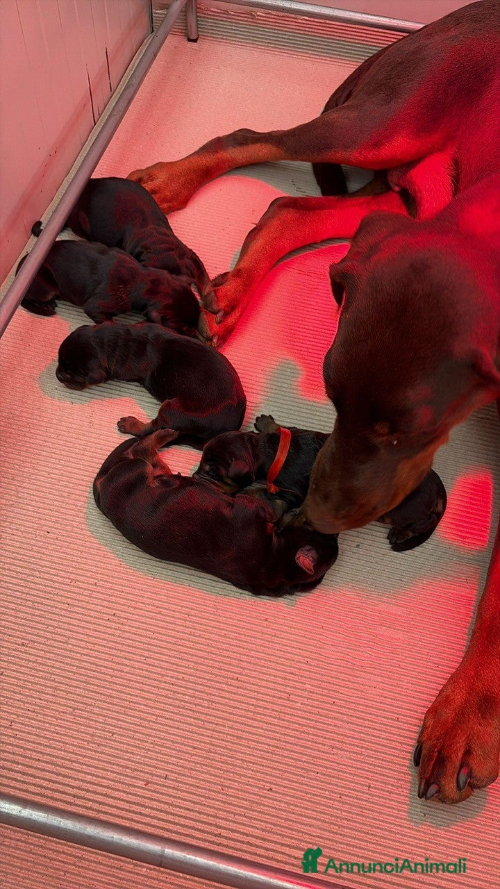Dobermann cani CUCCIOLI DOBERMANN CON PEDIGREE – DISPONIBILI  - Annuncio 2