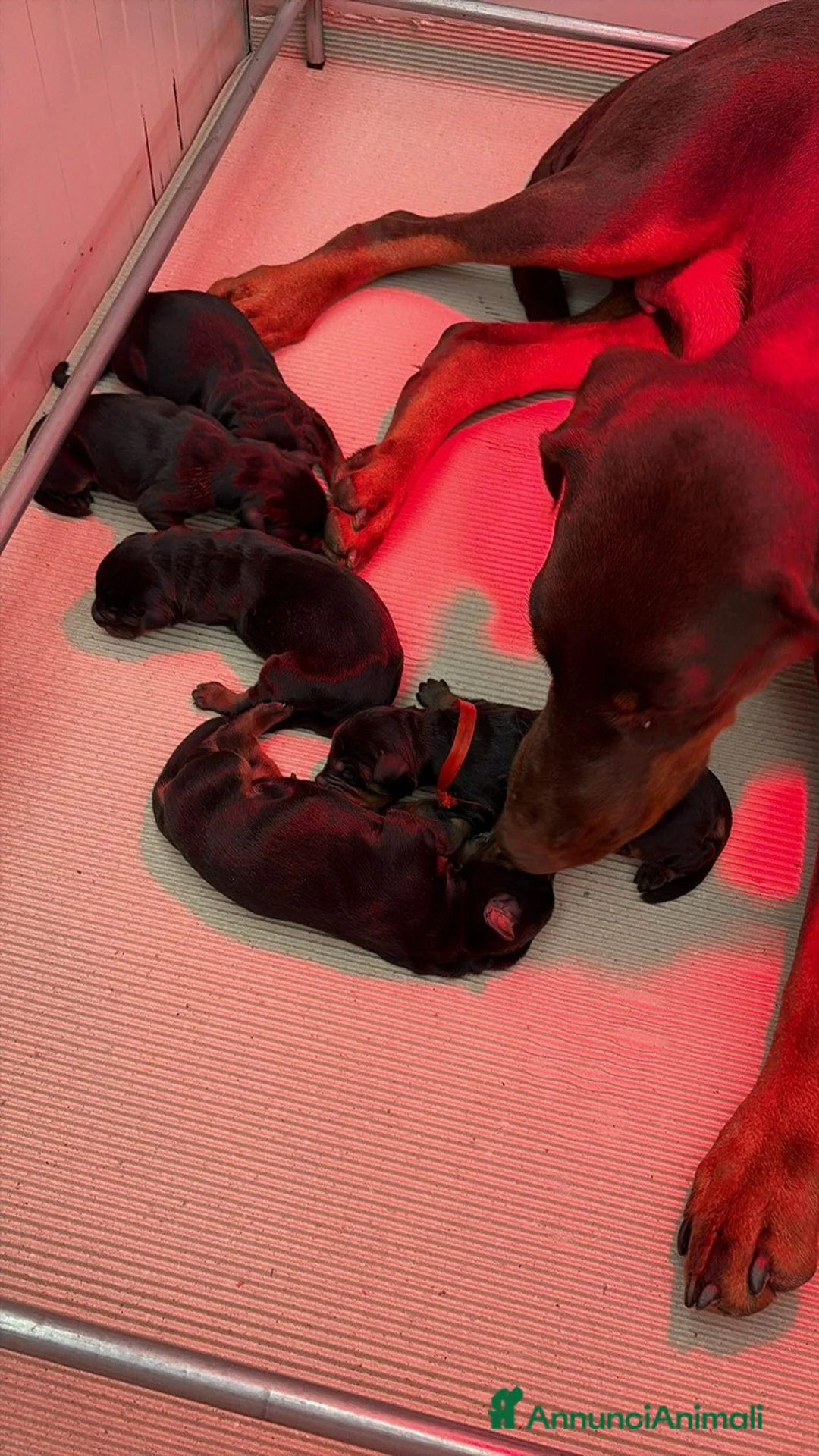 Dobermann cani in vendita: CUCCIOLI DOBERMANN CON PEDIGREE – DISPONIBILI  - Annuncio 1