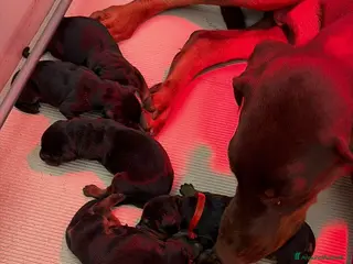 Dobermann cani CUCCIOLI DOBERMANN CON PEDIGREE – DISPONIBILI - Annuncio 2