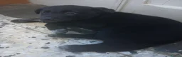 Meticcio cani in regalo: Cucciolo nero - Annuncio 3