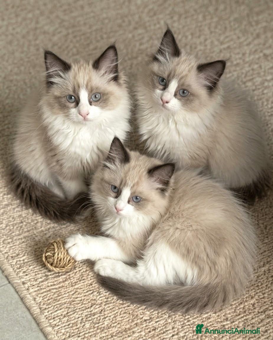 Altre razze gatti Gattini Mix norvegese (pelo lungo)  - Annuncio 11