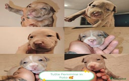 Pitbull cani in vendita: Cuccioli di Pitbull  a Provincia di Reggio Emilia - Immagine 2