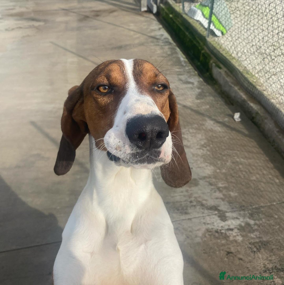 Meticcio cani in regalo: KAOS cucciolone 1 anno cerca adozione  a Provincia di Latina - Annuncio 5