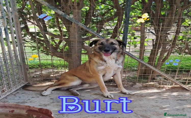 Meticcio cani - Annuncio 5