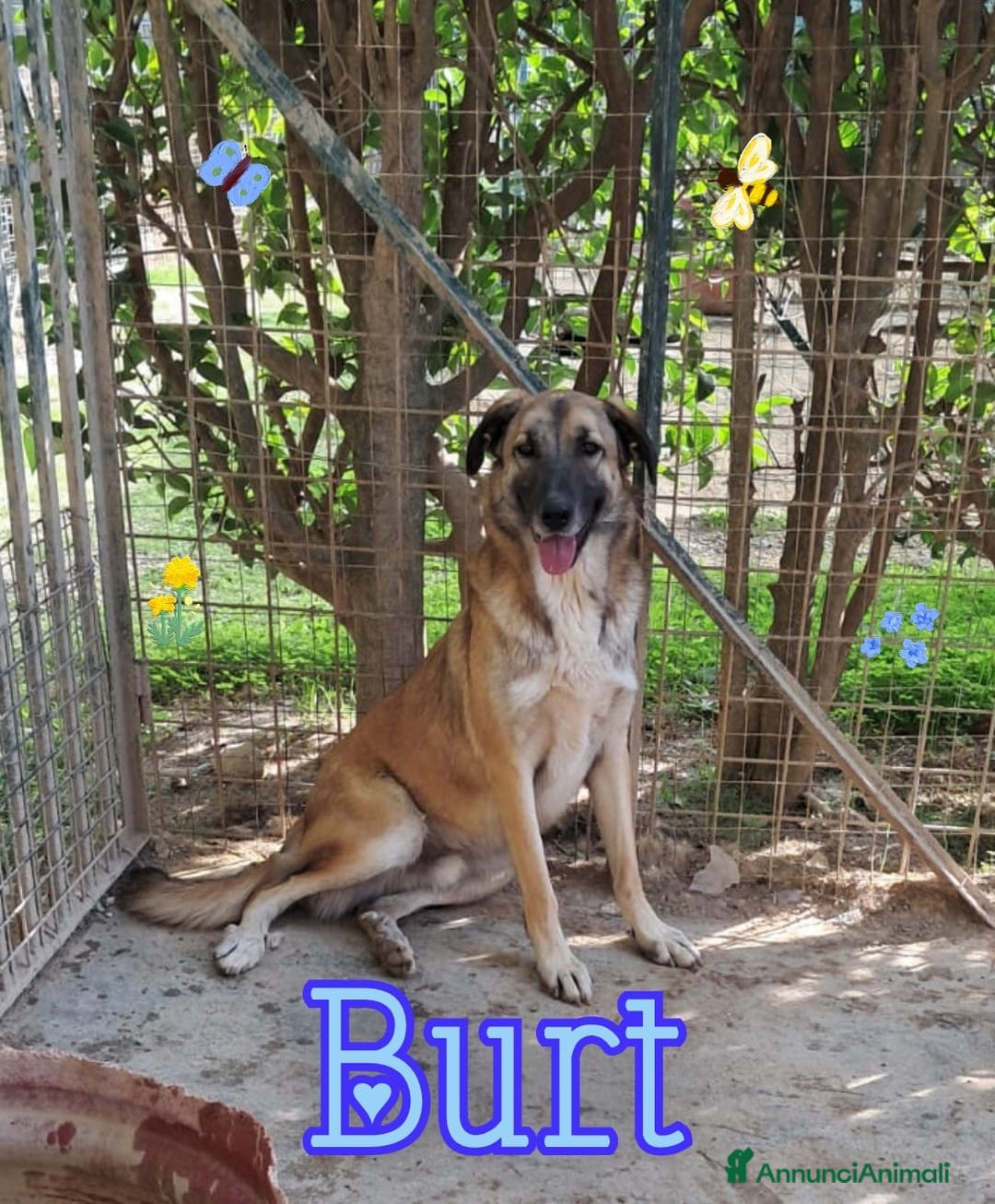 Meticcio cani in regalo: BURT nato ad GIUGNO 2024 - Annuncio 1