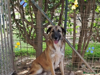 Meticcio cani BURT nato ad GIUGNO 2024 - Annuncio 32