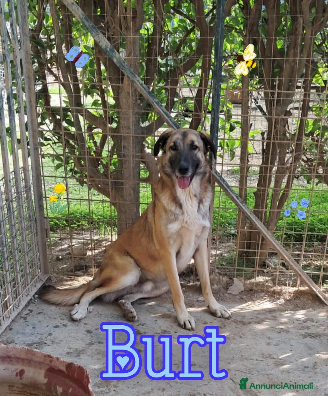 Meticcio cani in regalo: BURT nato ad GIUGNO 2024 - Annuncio 1