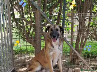 Meticcio cani BURT nato ad GIUGNO 2024 - Annuncio 38