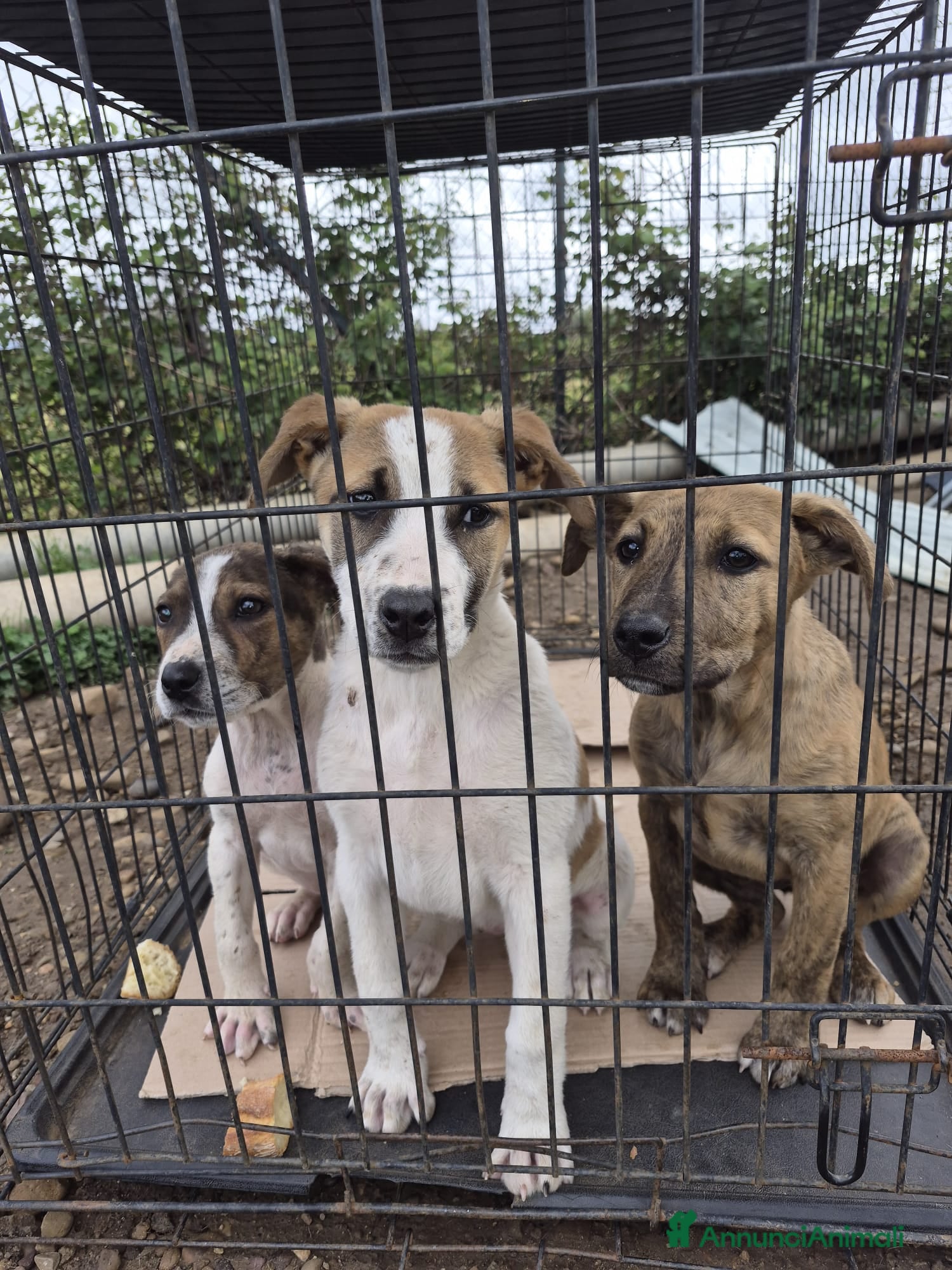 Meticcio cani 7cuccioli 3mesi e 1/2 buttati via ..CATANIA SOS  - Annuncio 14