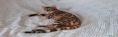 Bengala 1