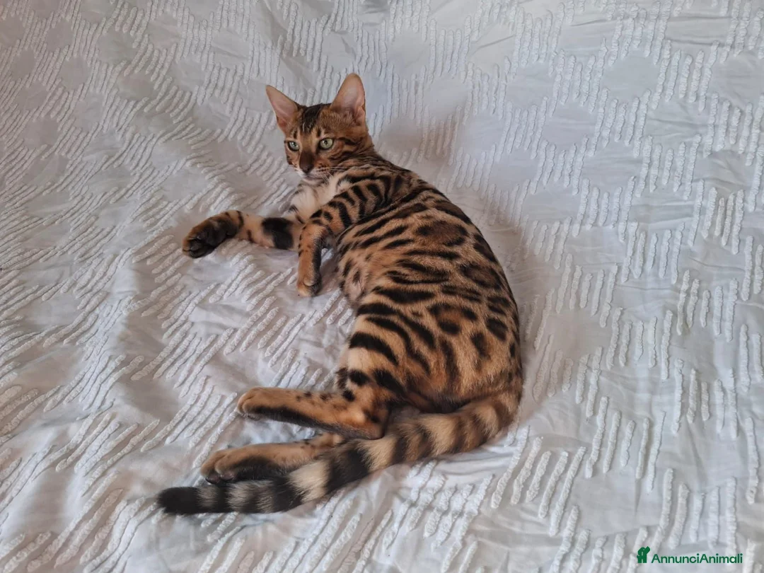 Bengala gatti in vendita: Gattini razza bengala  - Annuncio 2