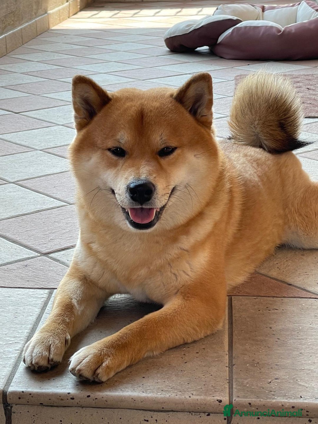 Shiba Inu cani in vendita:  cucciolata di Shiba inu ottima genealogia  - Immagine 5