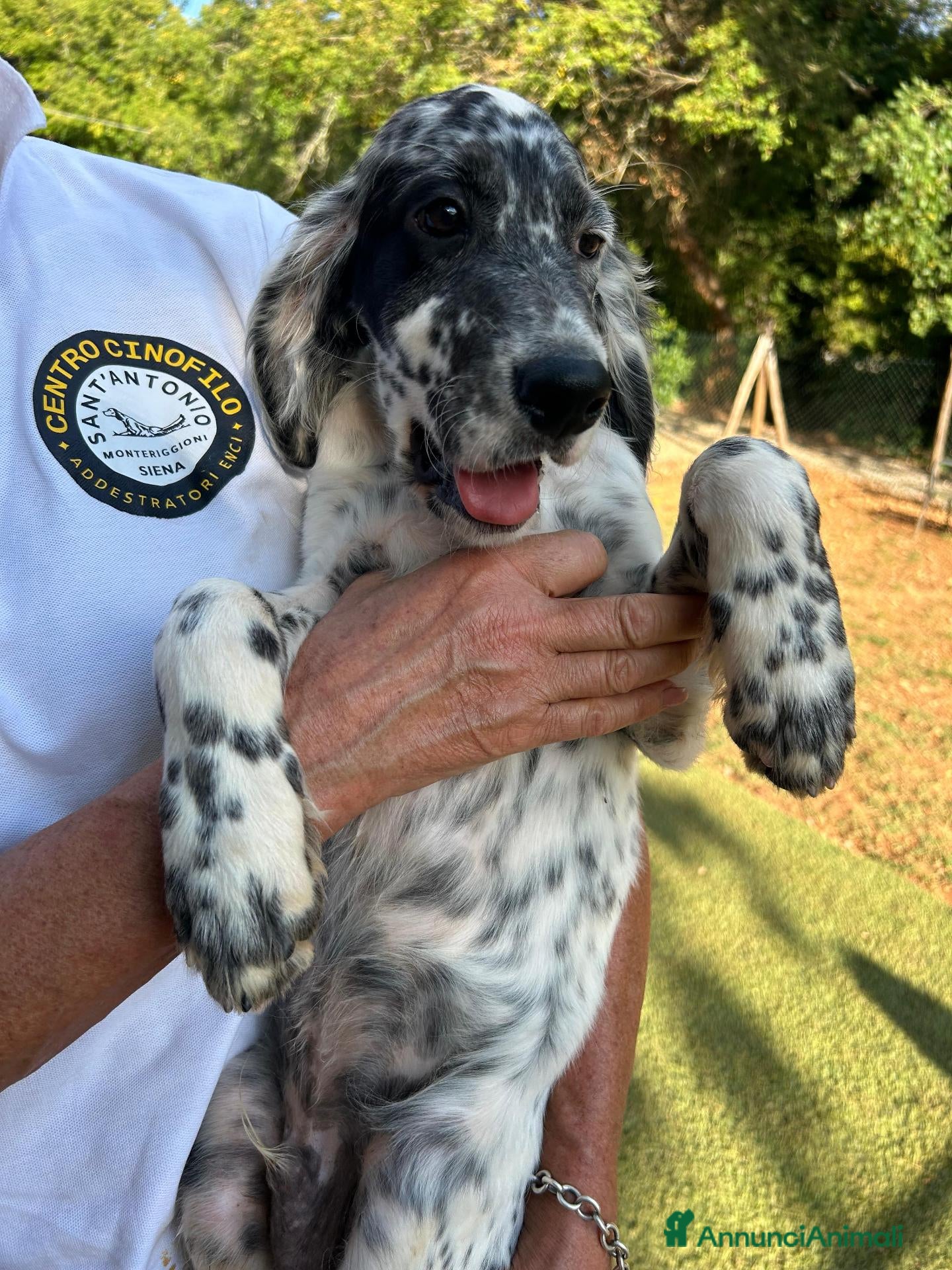 Setter Inglese cani vendo cuccioli setter inglese - Annuncio 1