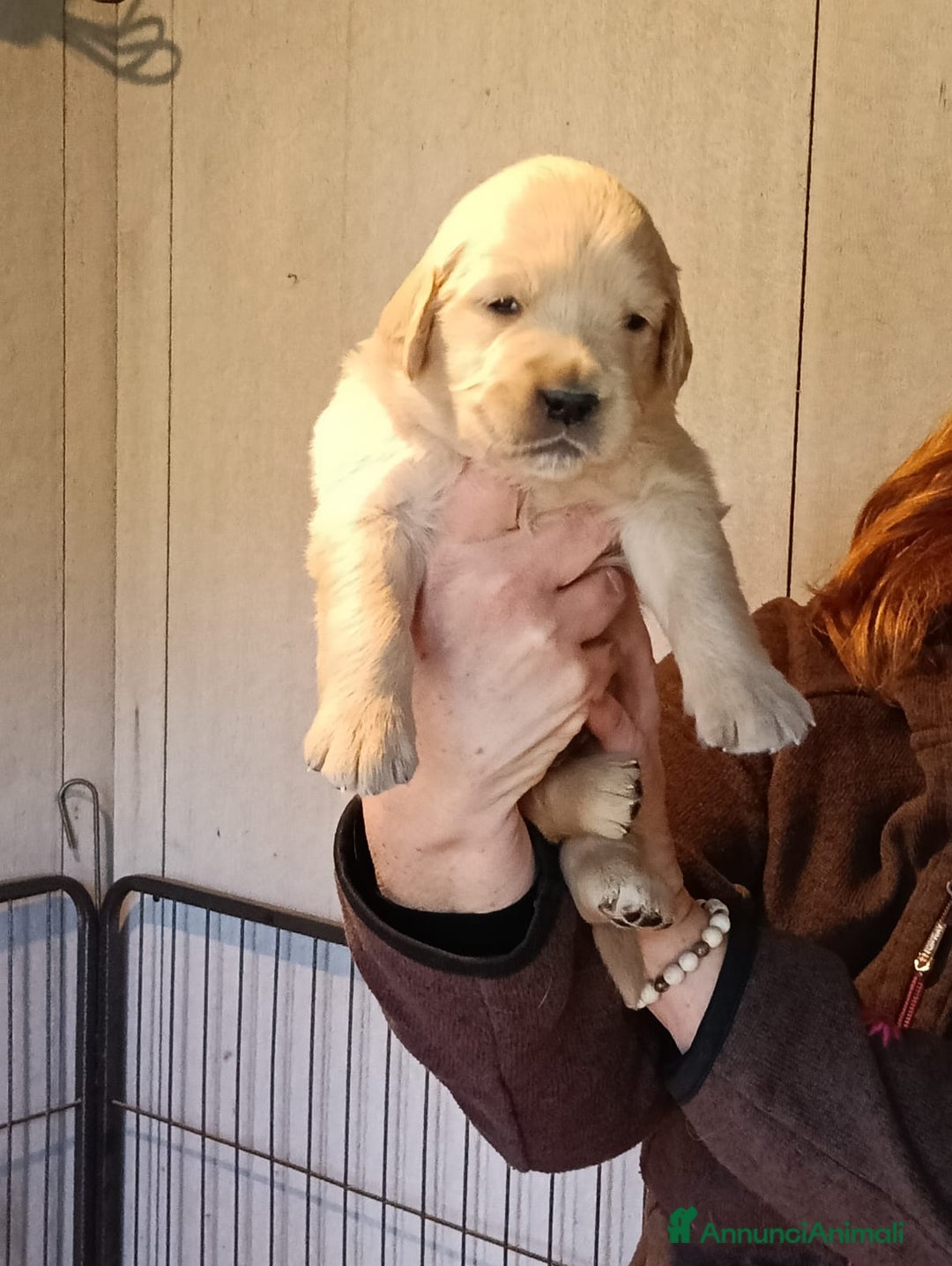 Golden Retriever cani in vendita: CUCCIOLI GOLDEN RETRIEVER  - Annuncio 8
