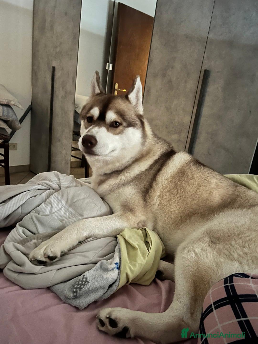 Husky cani per accoppiamento: Dolcissimo Husky per accoppiamento - Annuncio 3