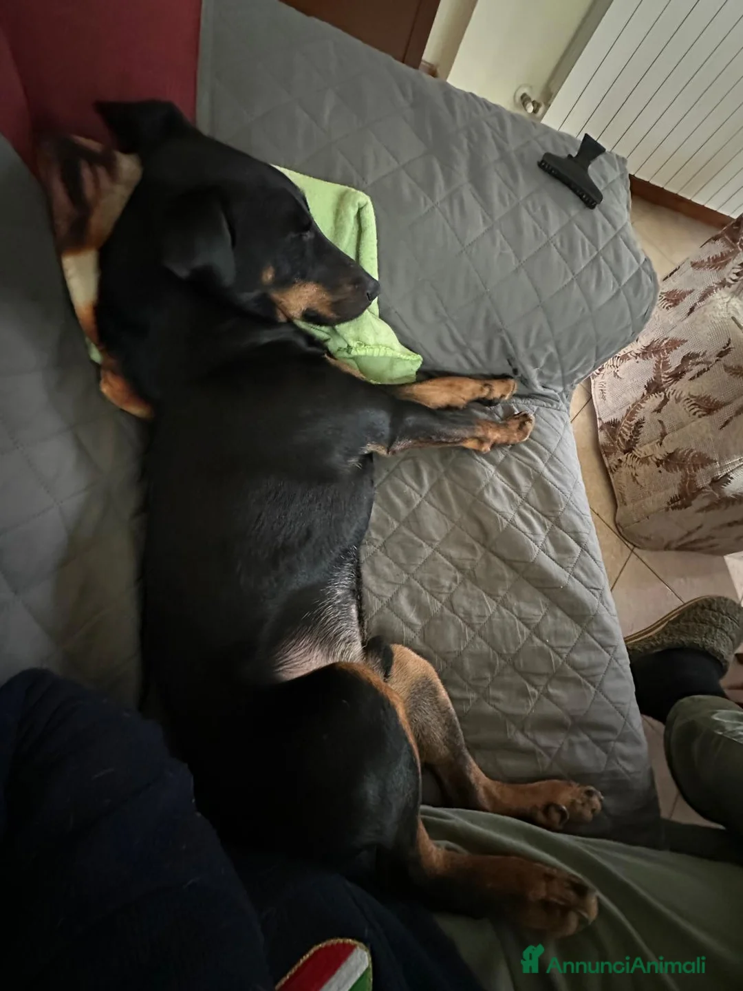 Jagdterrier cani in regalo: Zero cerca una nuova famiglia  a Città Metropolitana di Bologna - Annuncio 2