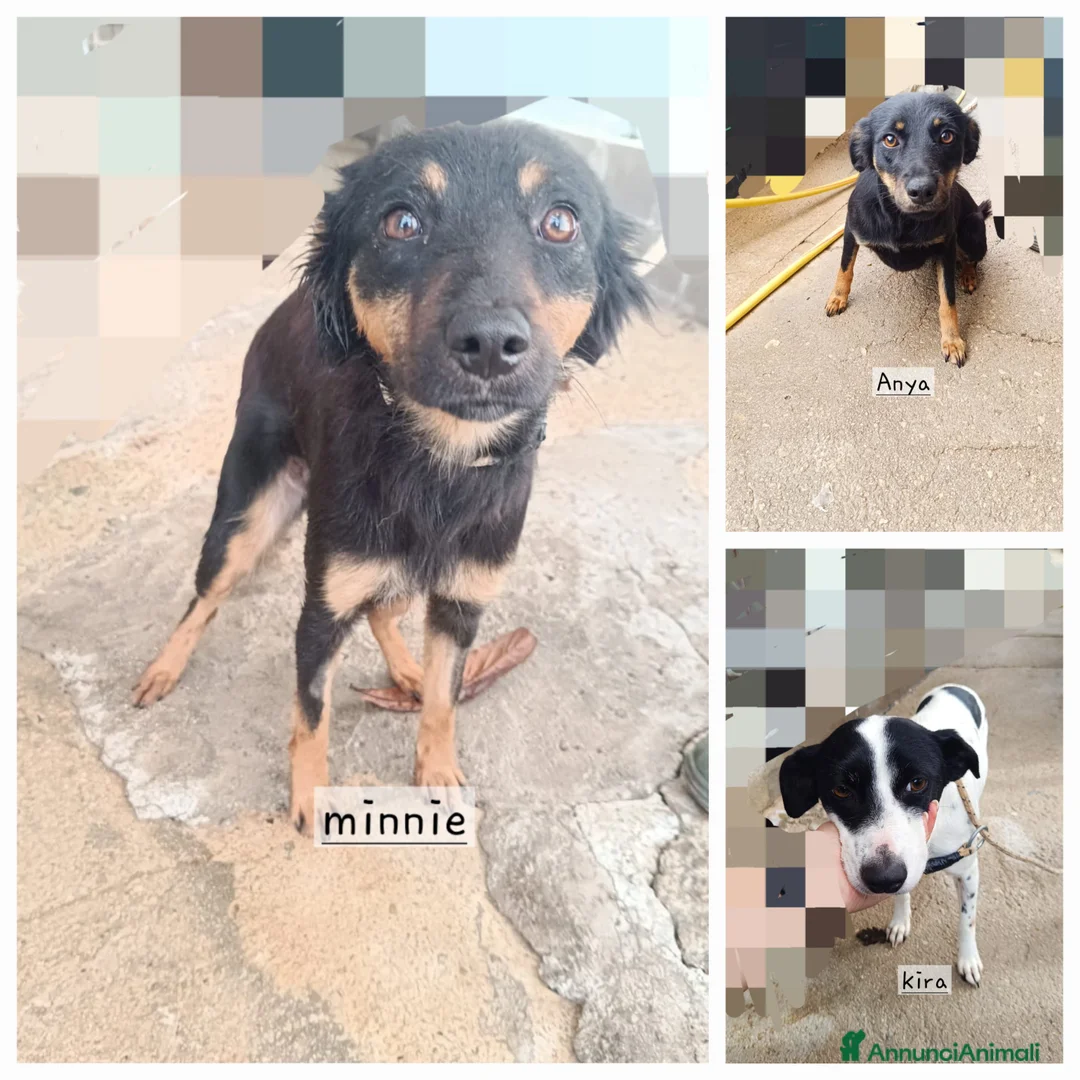 Meticcio cani in regalo: Cagnoline taglia piccola  - Annuncio 1