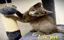 Certosino gatti in regalo: ICYA BELLISSIMA SIMILCERTOSINA - Immagine 3