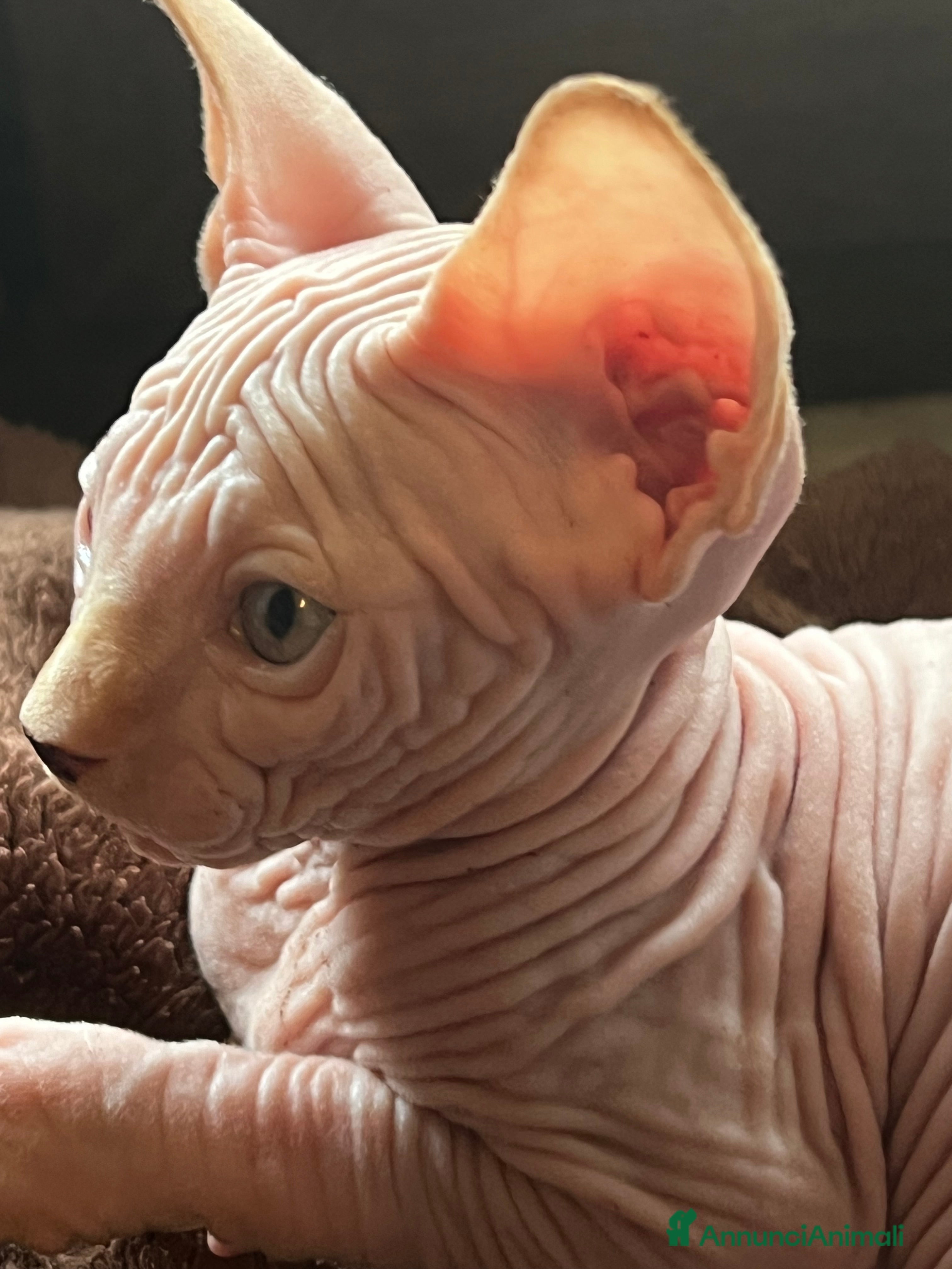 Sphynx gatti Sphynx  a Città metropolitana di Roma Capitale - Annuncio 2
