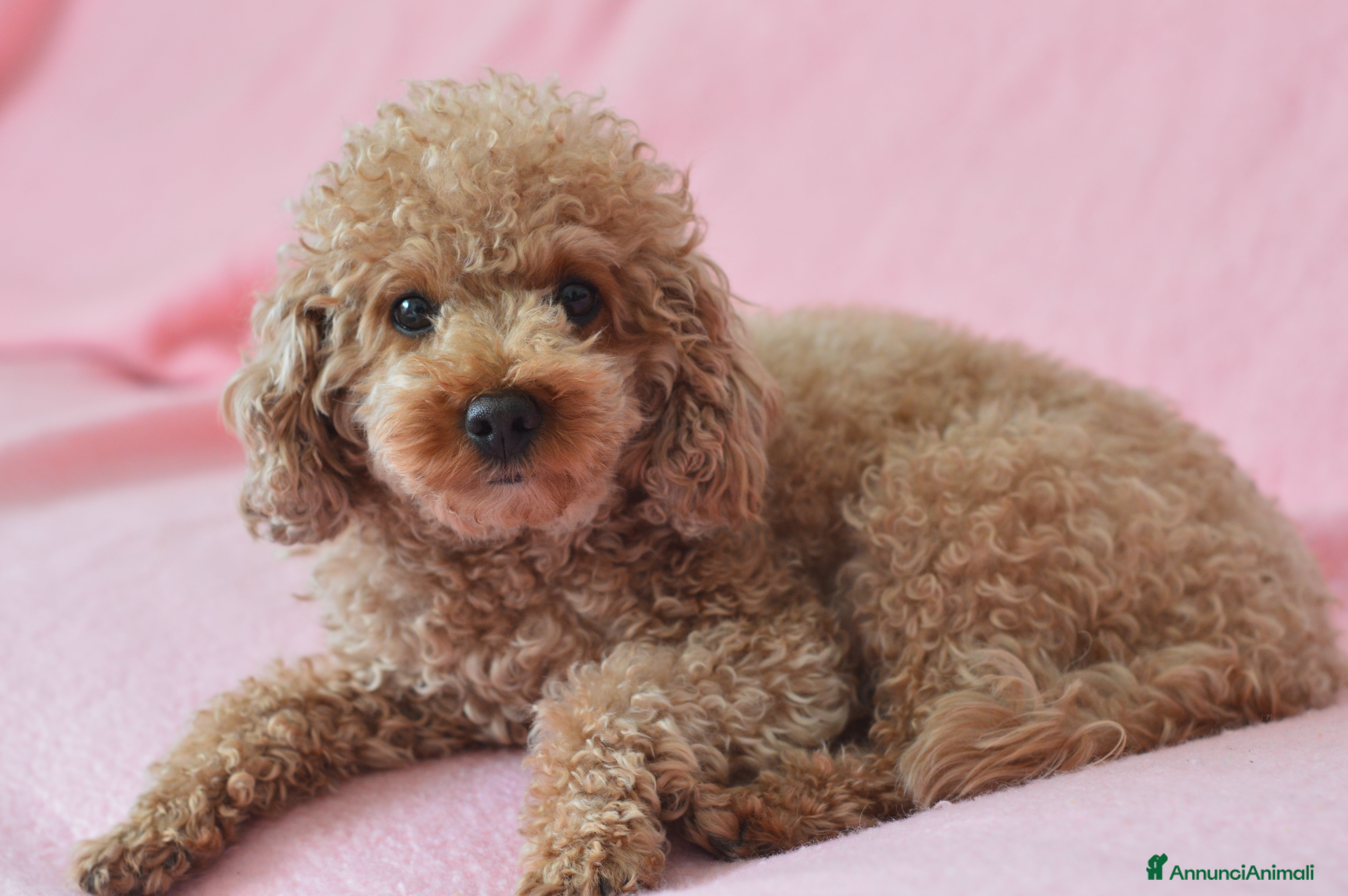 Barboncino cani Barboncino nano - Annuncio 2