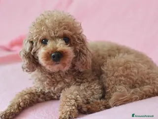 Barboncino cani Barboncino nano - Annuncio 2