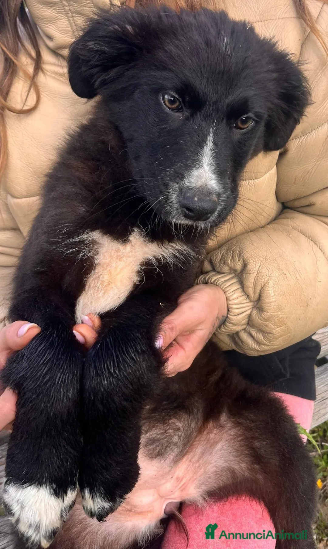 Meticcio cani in regalo: Cuccioli irresistibili in adozione - Annuncio 3