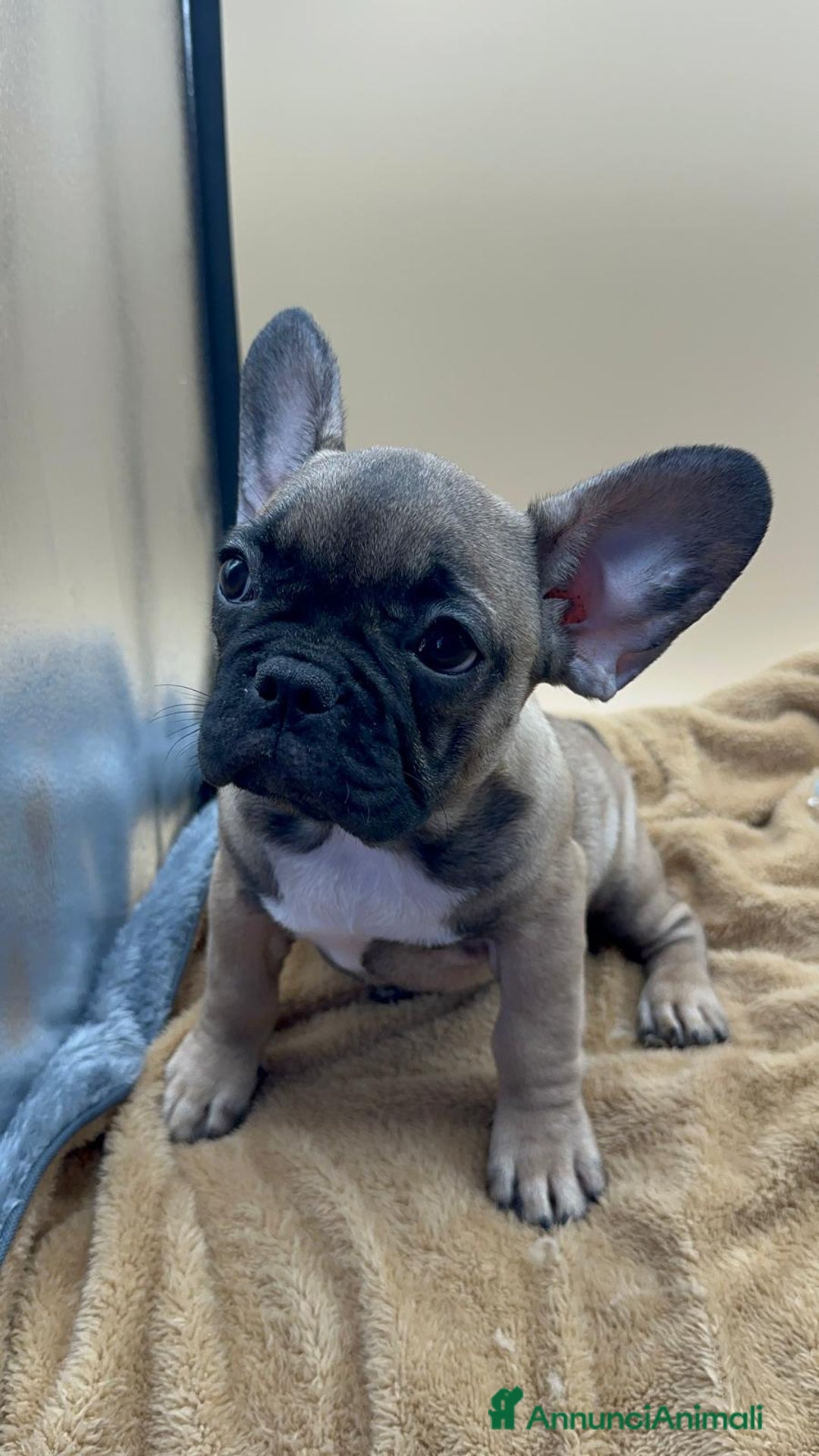 Bulldog Francese cani in vendita: Bouledogue Francese con Pedigree - Annuncio 4